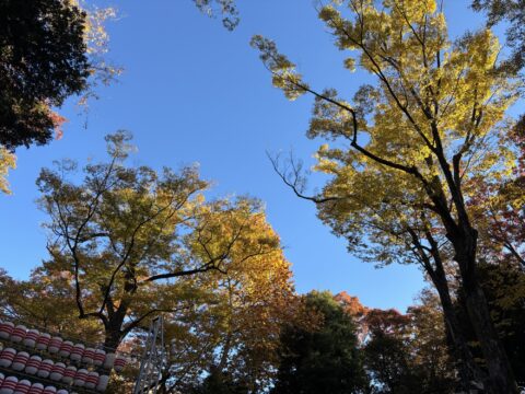 ’25 酉の市(一の酉)