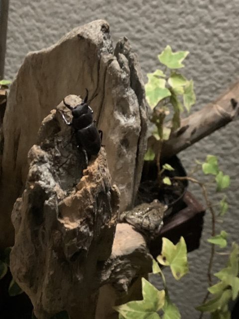 小型生物の住処